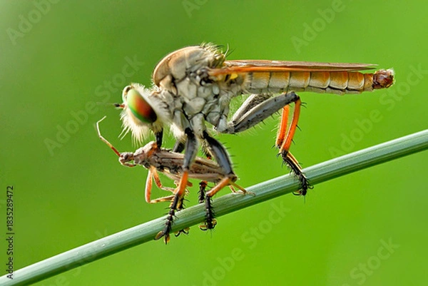Obraz robber fly