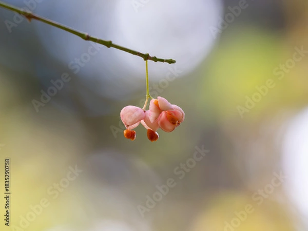 Obraz 晩秋のマユミの割れた実