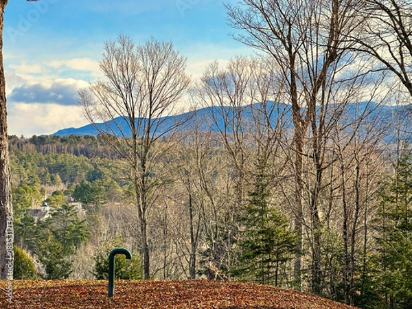 Obraz trees in the autumn