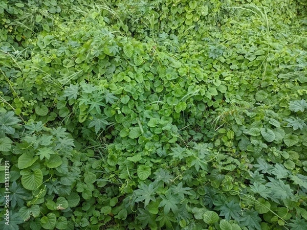 Fototapeta Lush green ground cover foliage in natural outdoor setting, Dense vibrant green leaves and creeping vines texture background