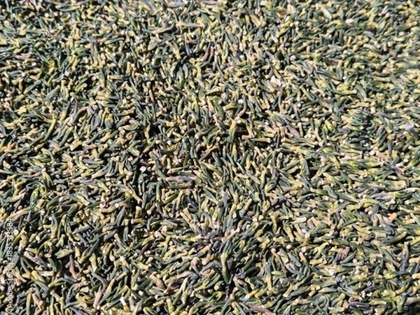 Fototapeta Pile of dried lotus embryos on wooden background, Close up of green and yellow dee bua for herbal medicine