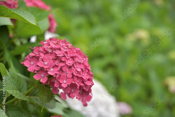 Fototapeta Red hydrangea flower on green background