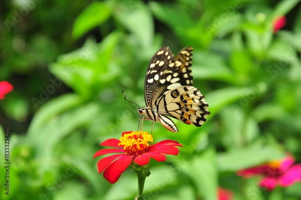 Obraz butterfly on flower