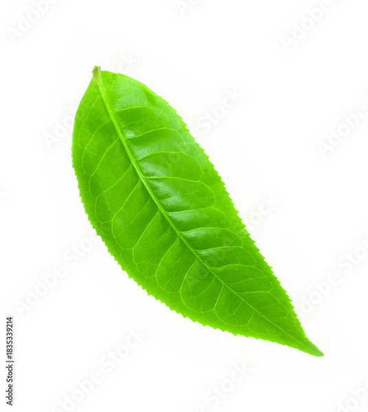Obraz green tea leaf isolated on white background.
