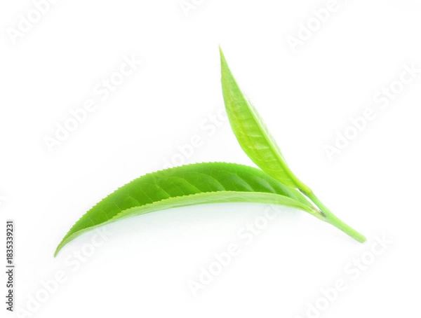 Obraz green tea leaf isolated on white background.