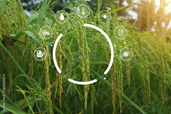Fototapeta Smart farming technology with digital icons overlay on rice field background. Concept of precision agriculture, crop monitoring, and sustainable food production using IoT and data innovation.