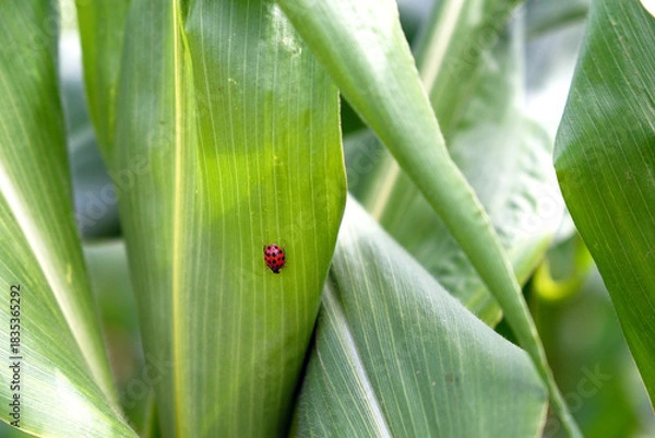 Fototapeta Tiny Ladybug Resting on a Vibrant Green Corn Leaf in a Summer Field