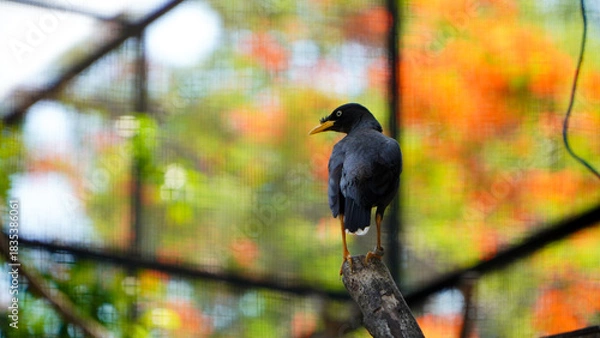 Fototapeta bird on a branch
