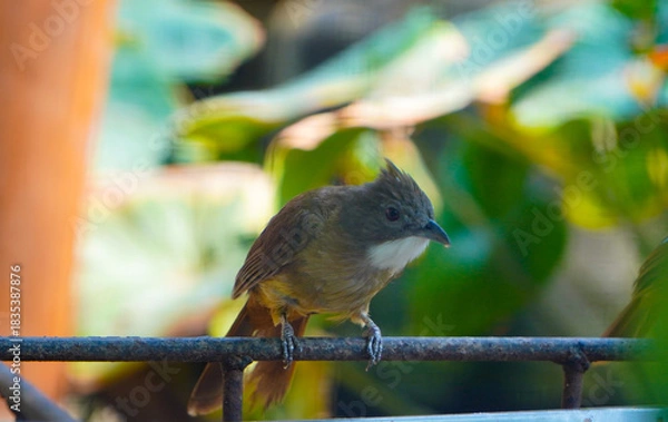 Fototapeta bird on a branch