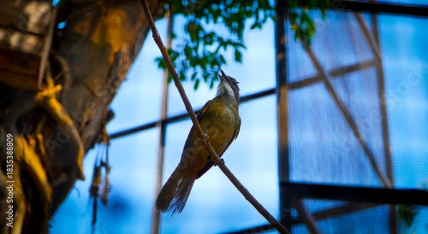 Fototapeta bird on a branch