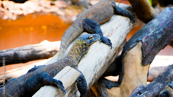 Fototapeta Komodo dragons mate at Reptile Park. Two Komodo Dragons laid down. Komodo dragon lizard. Endemic wild predator. Hunting coldblooded aggressive dragon.
