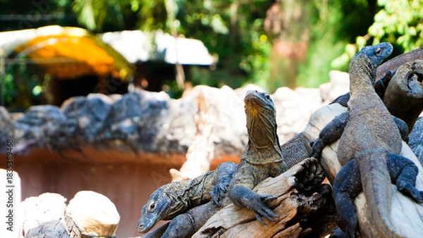 Fototapeta Komodo dragons mate at Reptile Park. Two Komodo Dragons laid down. Komodo dragon lizard. Endemic wild predator. Hunting coldblooded aggressive dragon.