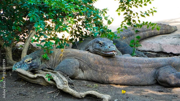Fototapeta Komodo dragons mate at Reptile Park. Two Komodo Dragons laid down. Komodo dragon lizard. Endemic wild predator. Hunting coldblooded aggressive dragon.