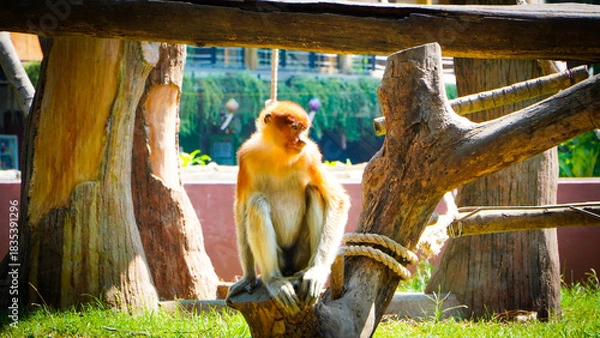 Fototapeta Picture of a macaque monkey sitting on a baking sheet