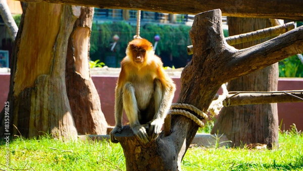 Fototapeta Picture of a macaque monkey sitting on a baking sheet