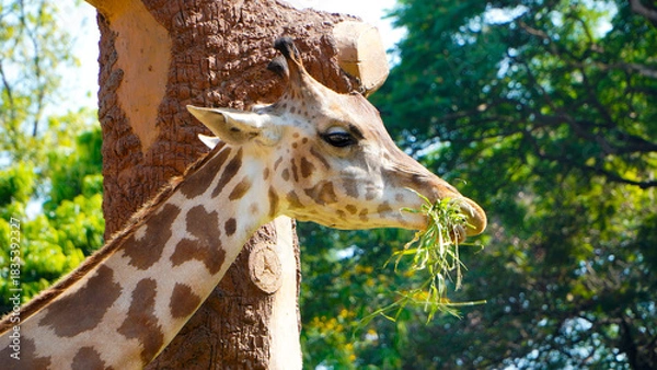 Fototapeta giraffe in zoo