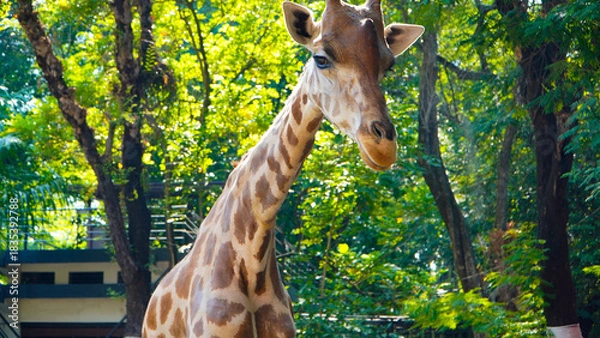 Fototapeta giraffe in the zoo