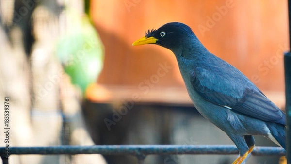 Fototapeta blue winged blackbird. The Javan Myna (Acridotheres javanicus), also known as the white-vented myna on the pole