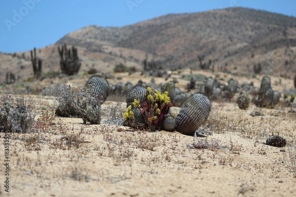 Obraz copiapoa 