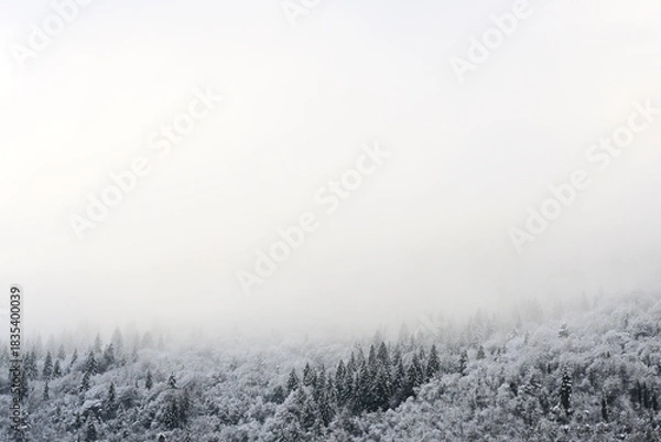 Obraz Snowy trees in the mountains