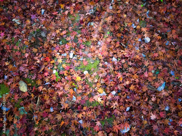 Fototapeta 赤色に敷き詰められた綺麗な落ち葉