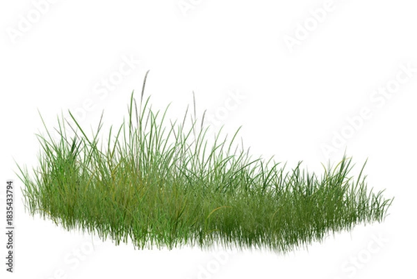 Obraz grass isolated on white background