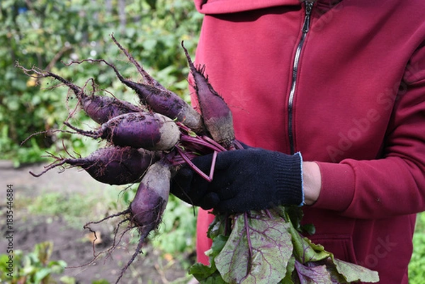 Fototapeta Gardening activity of harvesting beets in a community garden during sunny spring afternoon