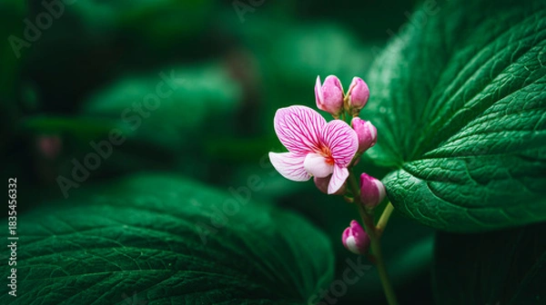 Fototapeta Delicate pink flower with vivid veins blooming among rich green leaves, capturing the contrast of soft petals