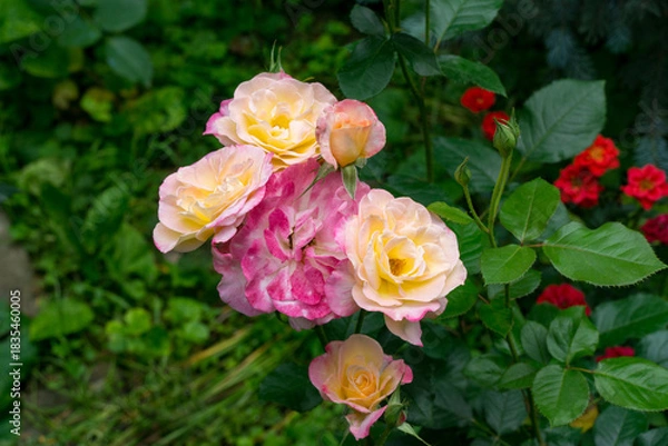 Obraz Vibrant cluster of pink and cream roses Variety Club blooms amidst lush green foliage, with hints of red flowers peeking through the background
