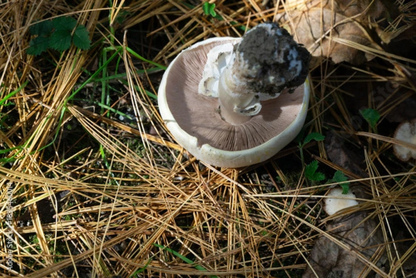 Obraz Large poisonous champignon Agaricus Xanthodermus commonly known as the yellow-staining mushroom lies upside down on forest floor covered in pine needles, dry leaves