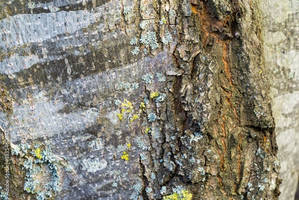 Obraz Close-up of rough, cracked Tilia caucasica linden tree bark covered with patches of gray-green lichen and yellowish moss, highlighting deep textures and natural patterns on trunk