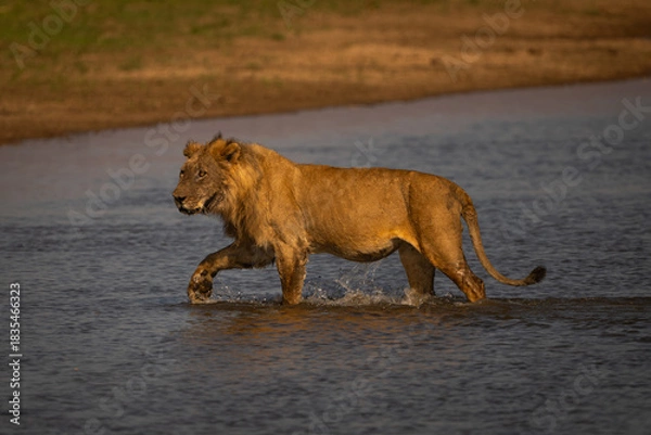 Obraz Male lion walks through water lifting foot