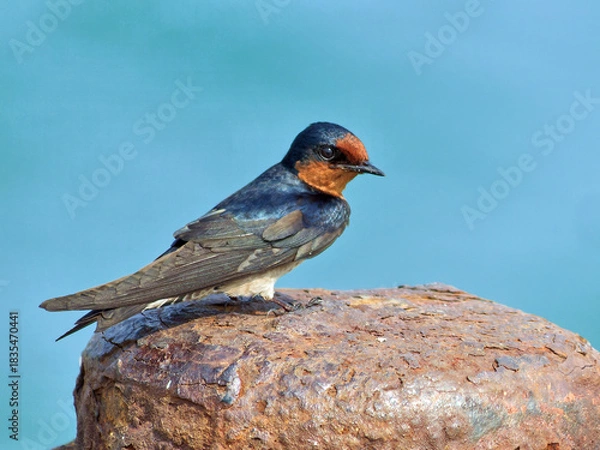 Obraz Rauchschwalbe im Winterquatier