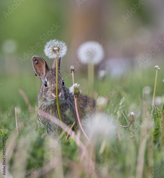 Obraz peek a boo rabbit 