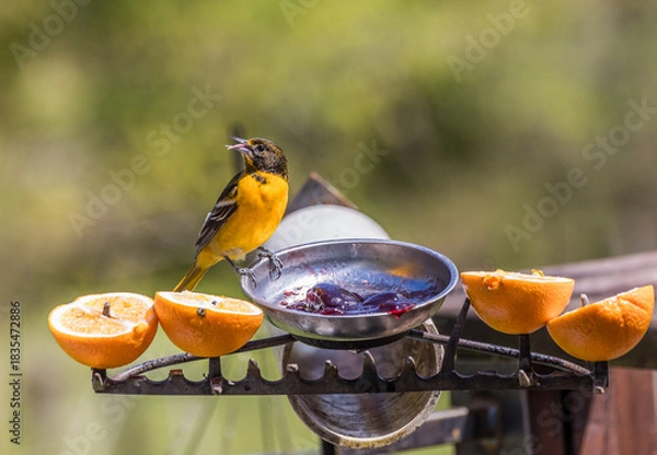 Obraz drunk on jelly 