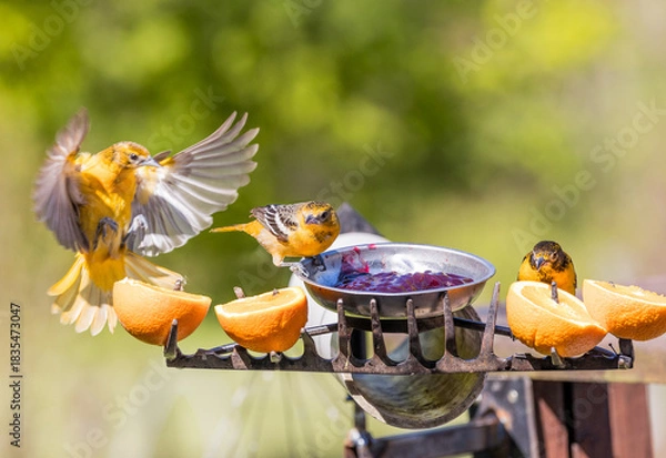 Obraz orioles arguing 