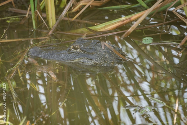 Fototapeta Taking a break.