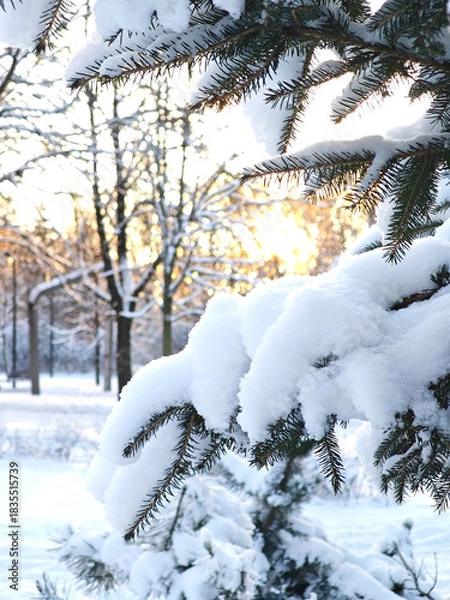 Obraz Frosty winter day with snow-covered spruce branches, Christmas nature scene.