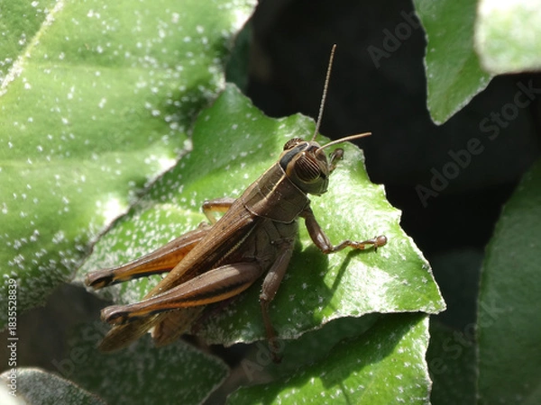 Obraz Lamenting grasshopper (Eyprepocnemis plorans) hiding between oleaster leaves
