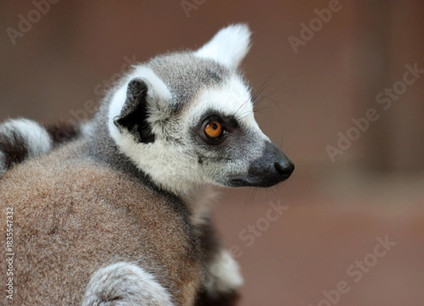 Obraz Katta - Ring-tailed Lemur - Lemur catta