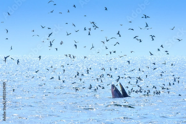Fototapeta Bryde's whale