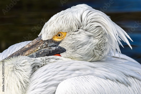 Obraz Krauskopfpelikan