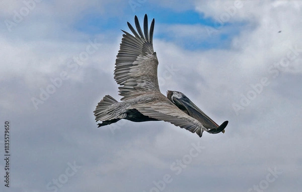 Fototapeta Brown pelican