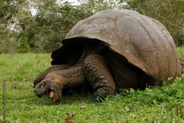 Fototapeta Galápagos giant tortoise