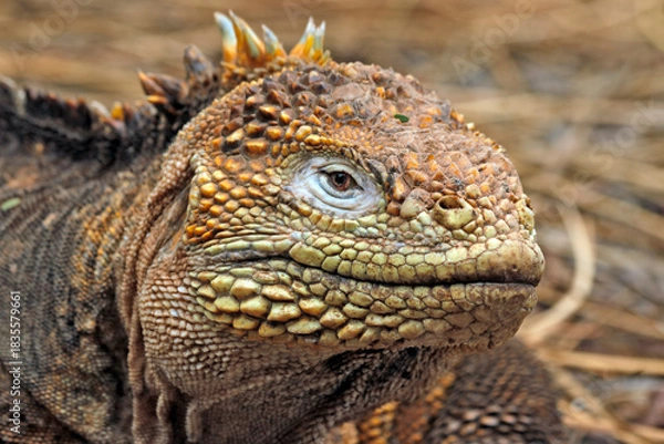 Fototapeta Galapagos land iguana