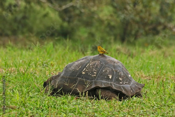 Fototapeta Galápagos giant tortoise