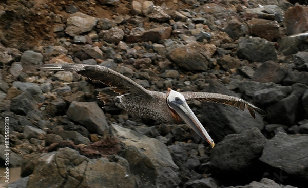 Fototapeta Brown pelican