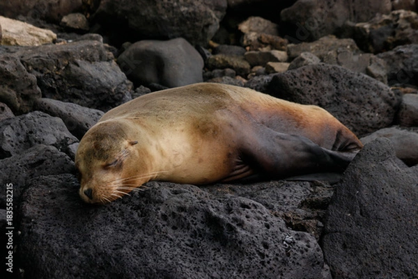 Fototapeta galapagos sea lion
