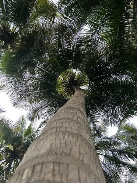 Fototapeta natures geometry