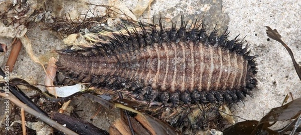 Obraz Seemaus am Nordseestrand
